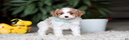 Cavapoo dogs for sale: Randy - Ad 5