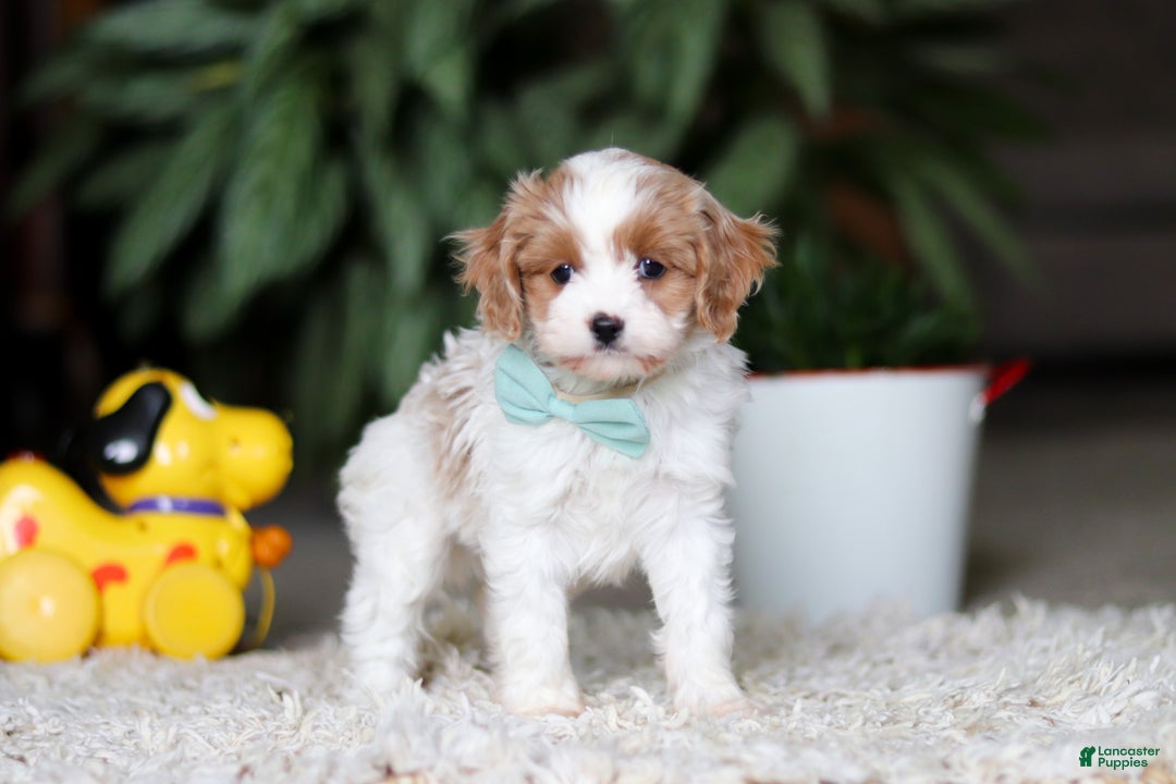 Cavapoo dogs for sale: Randy - Ad 5