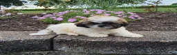 Shih Tzu dogs for sale: Amelia - Ad 11