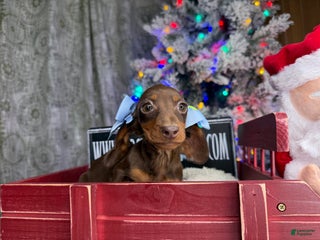 Dachshund dogs Ch Harriet smooth - Ad 35