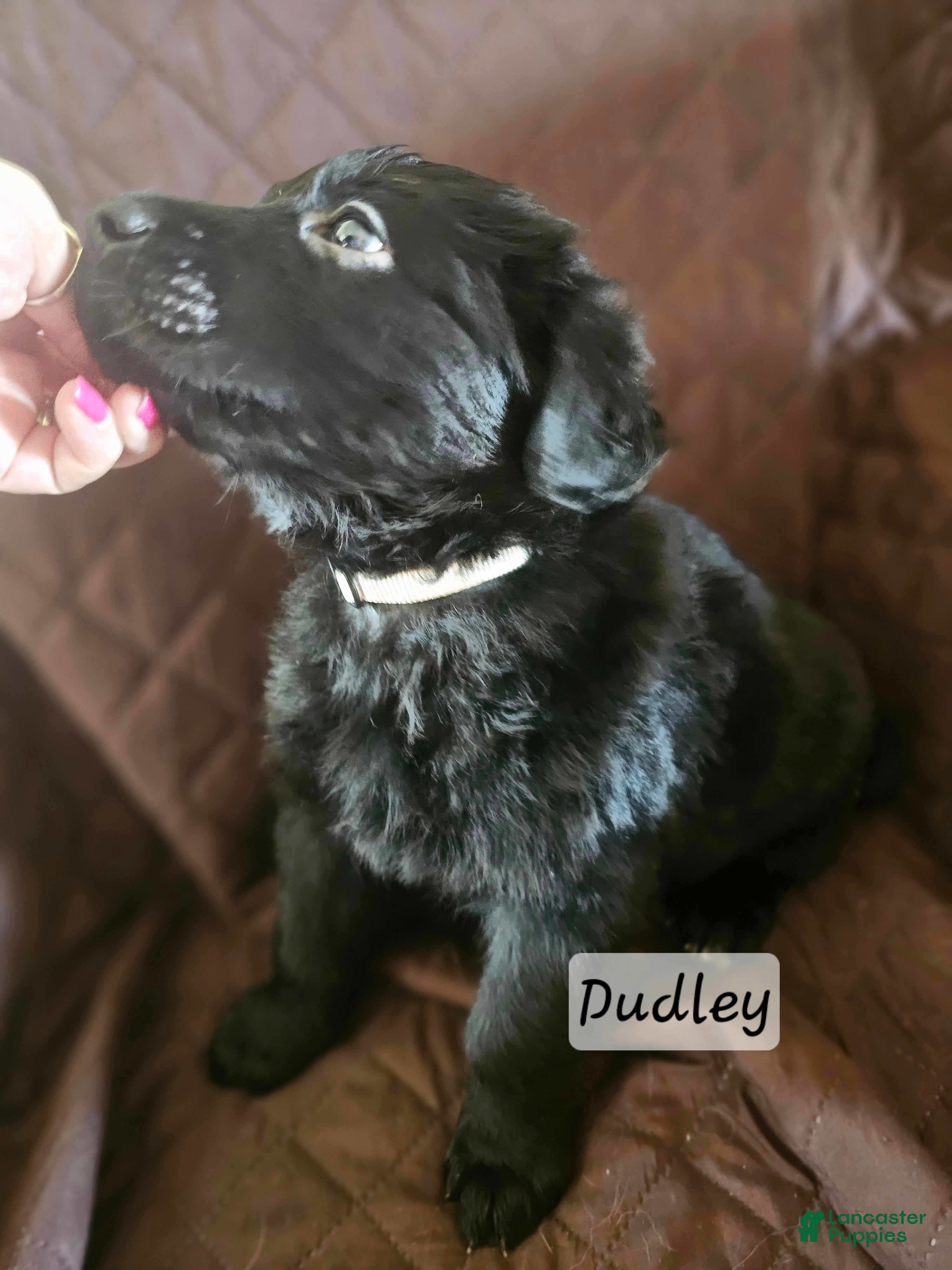 Golden Shepherd dogs Dudley - Ad 4