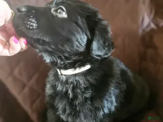 Golden Shepherd dogs Dudley - Ad 4