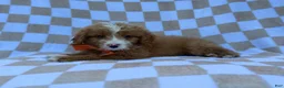 Mini Goldendoodle dogs for sale: Larry - Ad 3