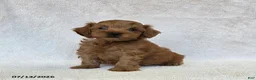 Mini Goldendoodle dogs for sale: Balto - Ad 1