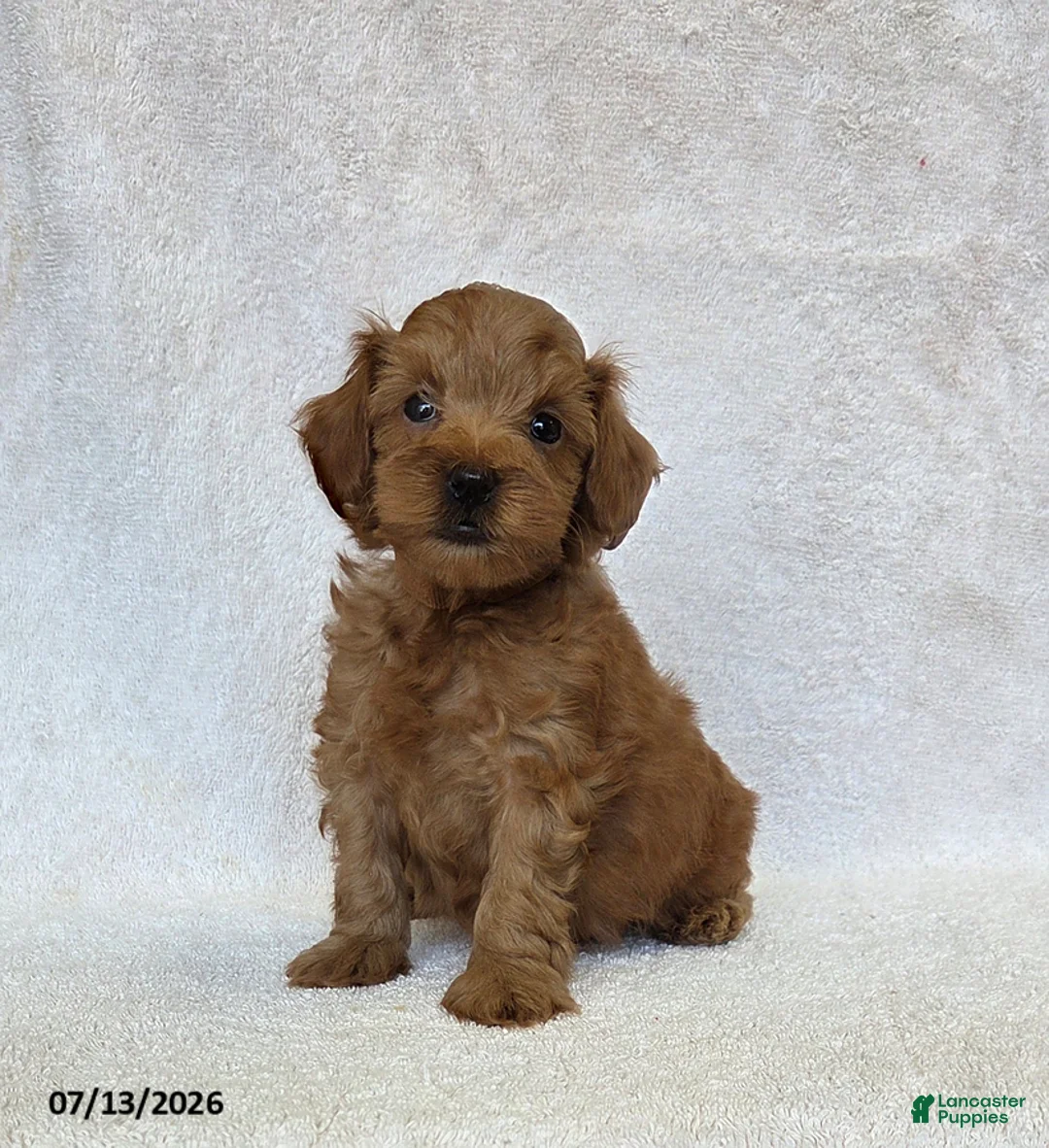 Mini Goldendoodle dogs for sale: Balto - Ad 1