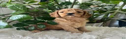 Cavapoo dogs for sale: Dakota  - Ad 6