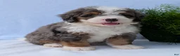 Mini Bernedoodle dogs for sale: Mini Banks  - Ad 3