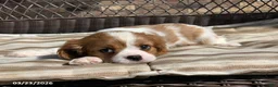 Cavalier King Charles Spaniel dogs for sale: Benny - Ad 7