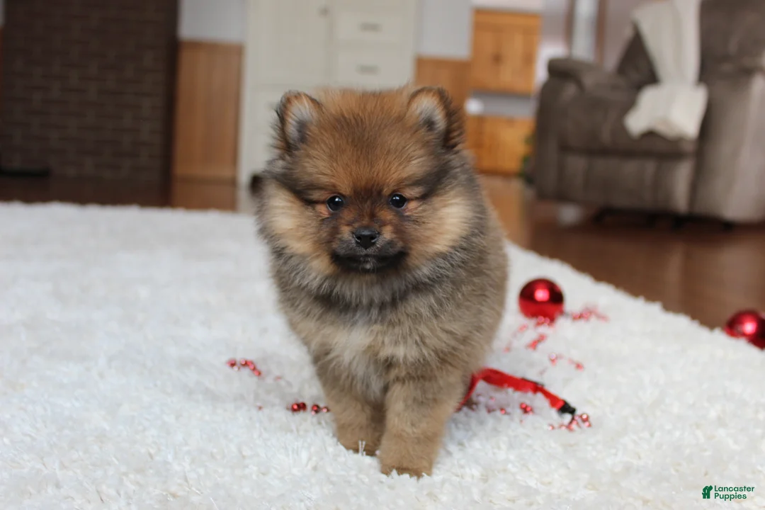 Pomeranian dogs for sale: Lyle - Ad 1