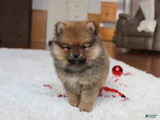 Pomeranian dogs Lyle - Ad 4