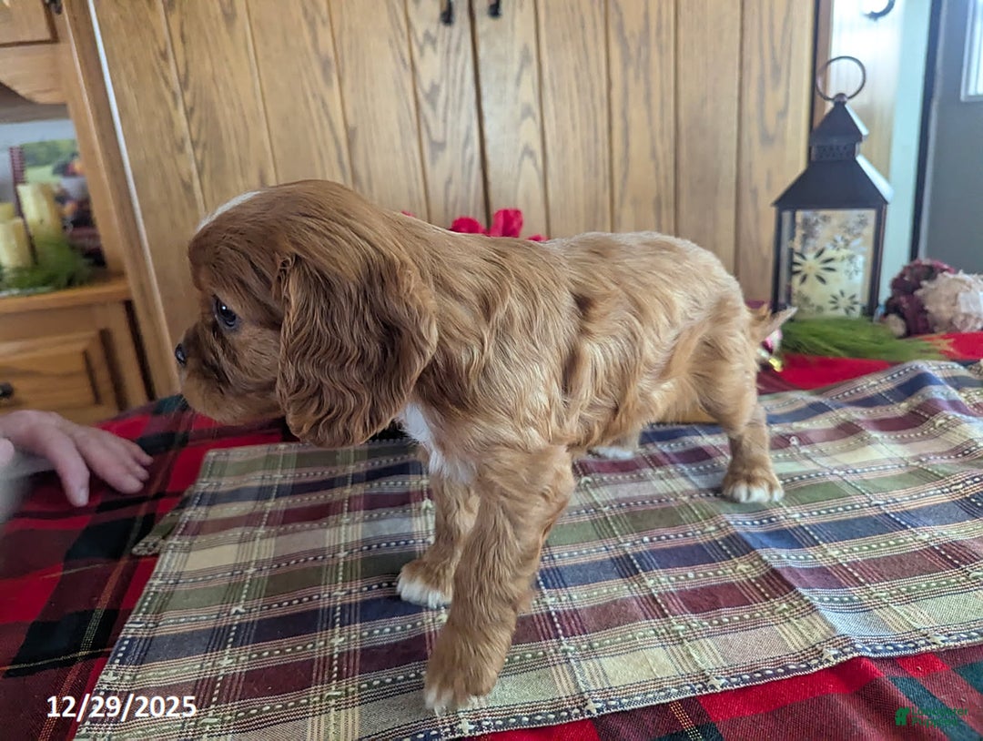 Cavalier King Charles Spaniel dogs for sale: Fred - Ad 3