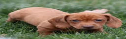 Dachshund dogs for sale: Harry - Ad 5