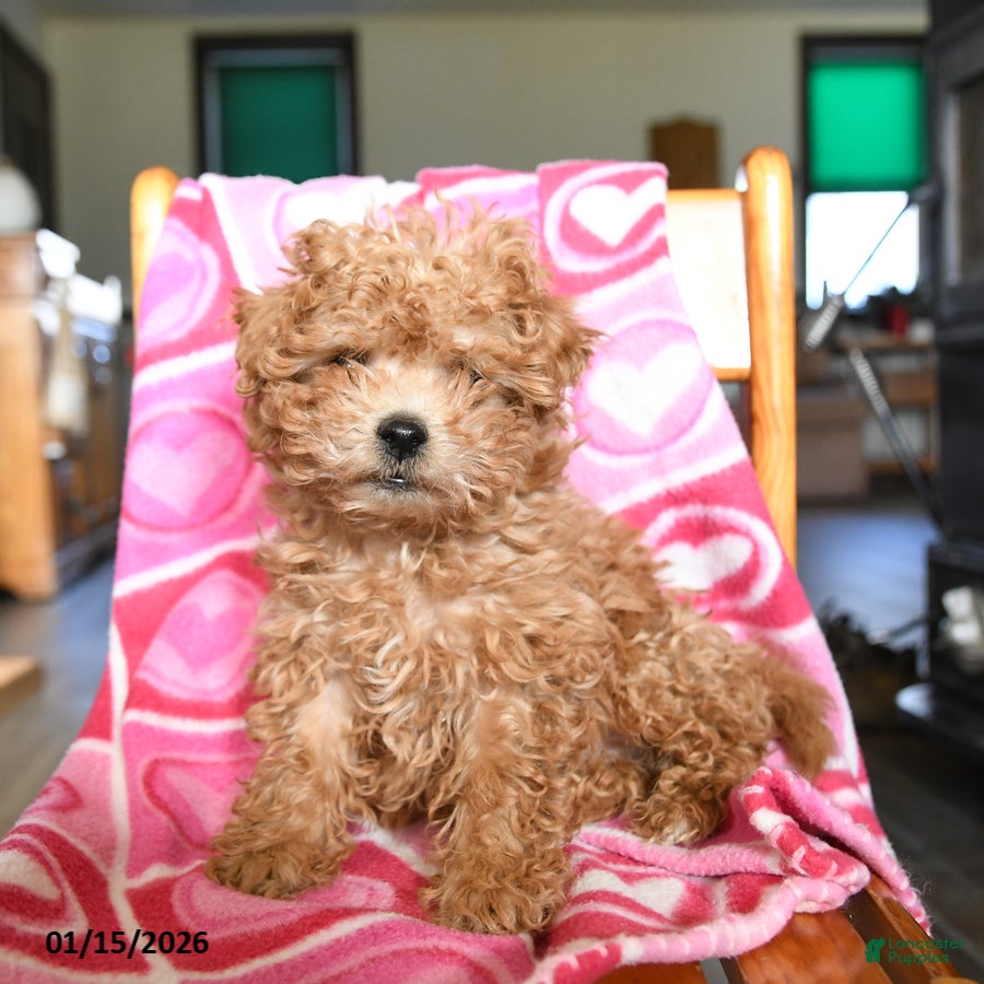 Bichpoo dogs Gizmo - Ad 29