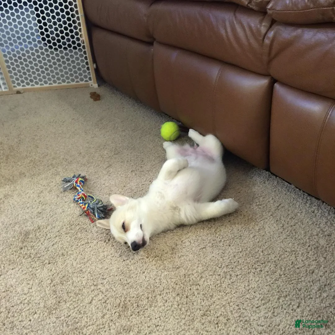 Welsh Corgi Pembroke dogs for sale: Welsh Corgi Pembroke Puppy 6 - Ad 1