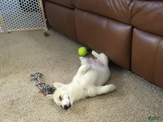 Welsh Corgi Pembroke dogs Welsh Corgi Pembroke Puppy 6 - Ad 1