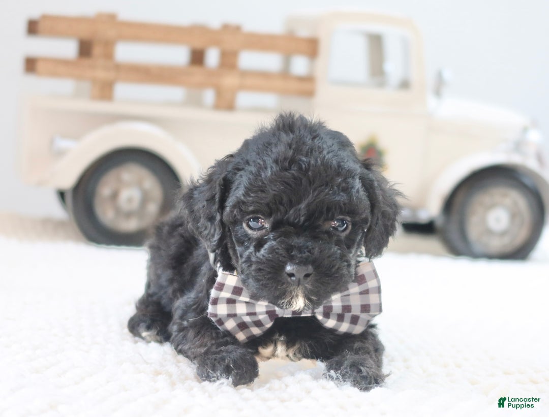 Toy Poodle dogs for sale: Rudolph - Ad 1