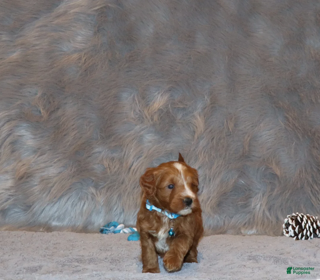 Mini Goldendoodle dogs for sale: Waylon 💙 Genetic Clear Parents - Ad 12