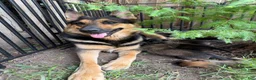 Mixed Breed dogs for sale: Mocha - Ad 10