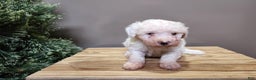 Mini Bernedoodle dogs for sale: Rudolph - Ad 15