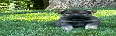 German Shepherd 4