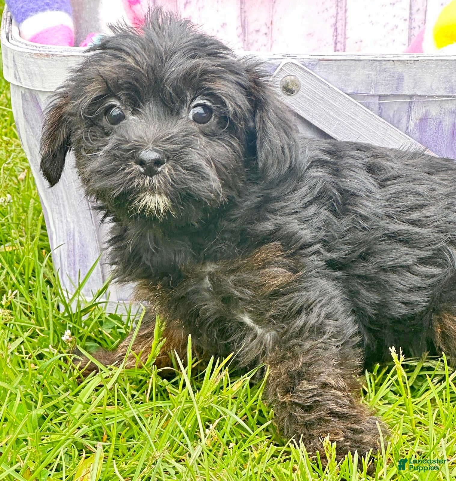 Yorkiepoo dogs Yorkiepoo Pepper - Ad 23