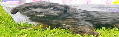 Yorkiepoo Pepper