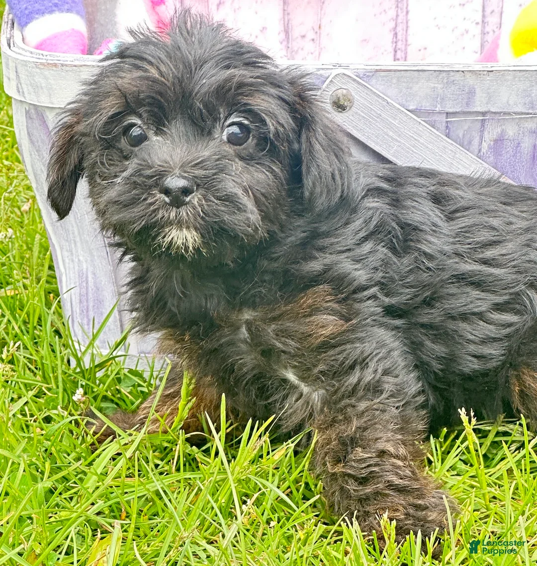 Yorkiepoo dogs for sale: Yorkiepoo Pepper - Ad 1
