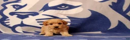 Mini Goldendoodle dogs for sale: Tyler - Ad 1