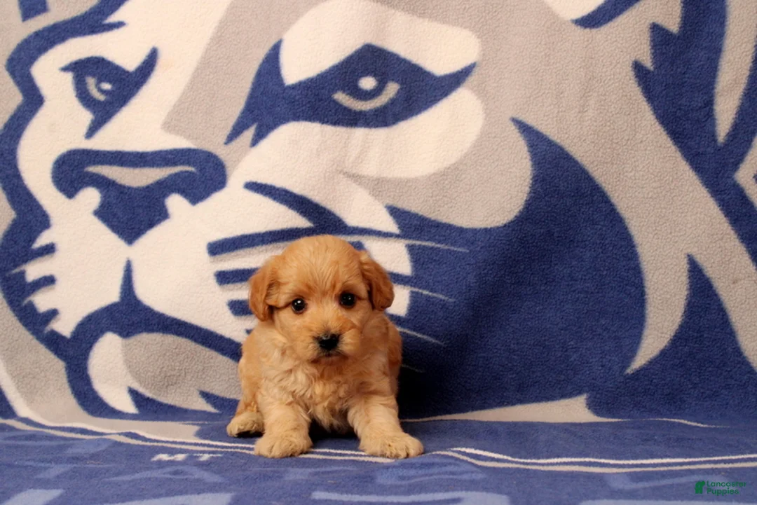 Mini Goldendoodle dogs for sale: Tyler - Ad 1