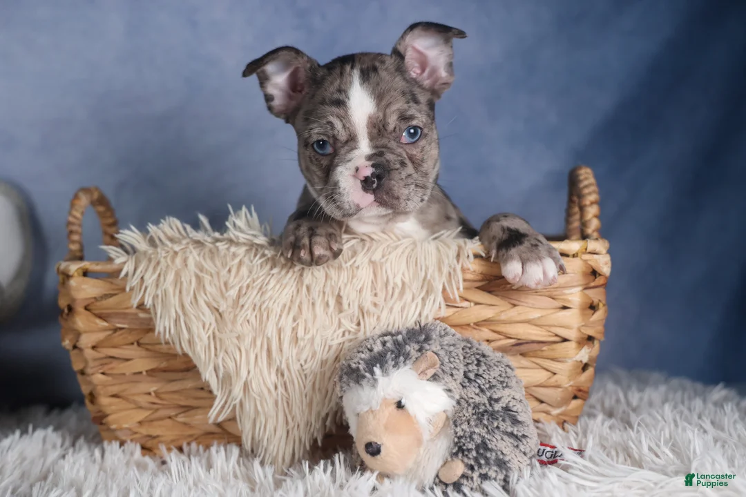 Frenchton dogs for sale: ISABELLA - Ad 7