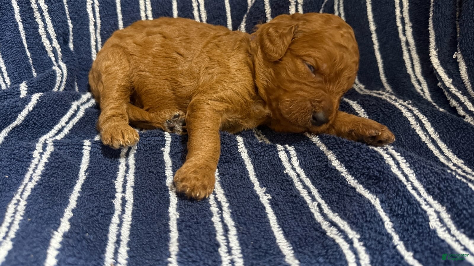 Goldendoodle dogs 💜 Ms. Purple - Ad 1