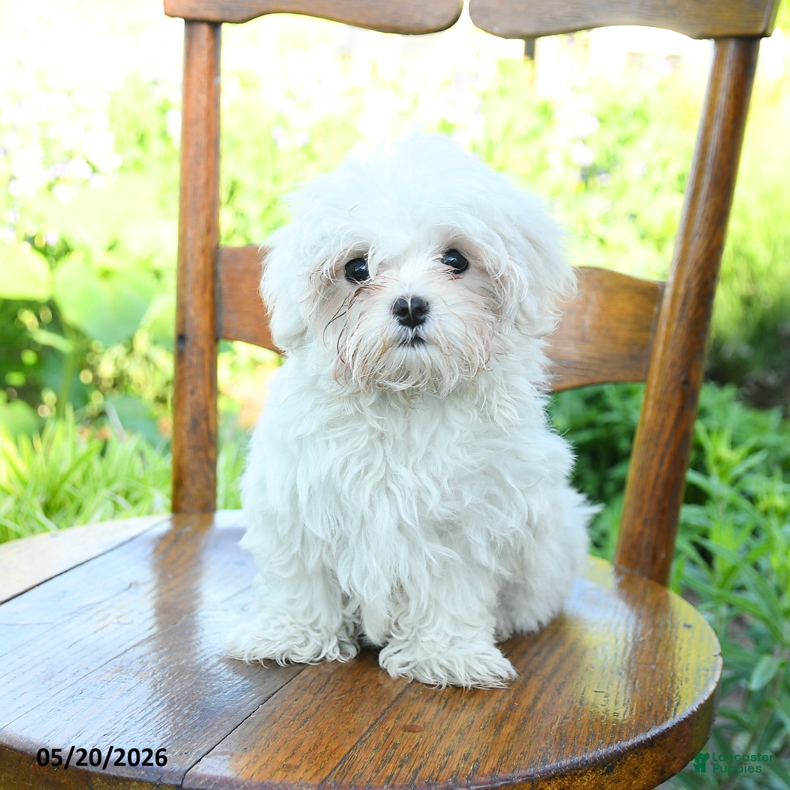 Maltese dogs Snowball - Ad 1