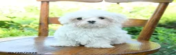 Maltese dogs for sale: Snowball - Ad 1