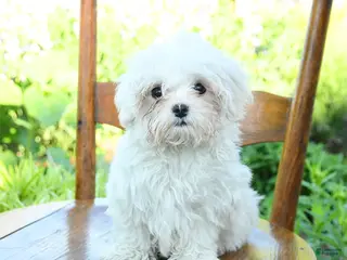 Maltese dogs for sale: Snowball - Ad 3