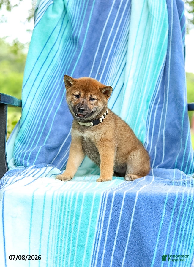 Shiba Inu dogs Posey - Ad 1