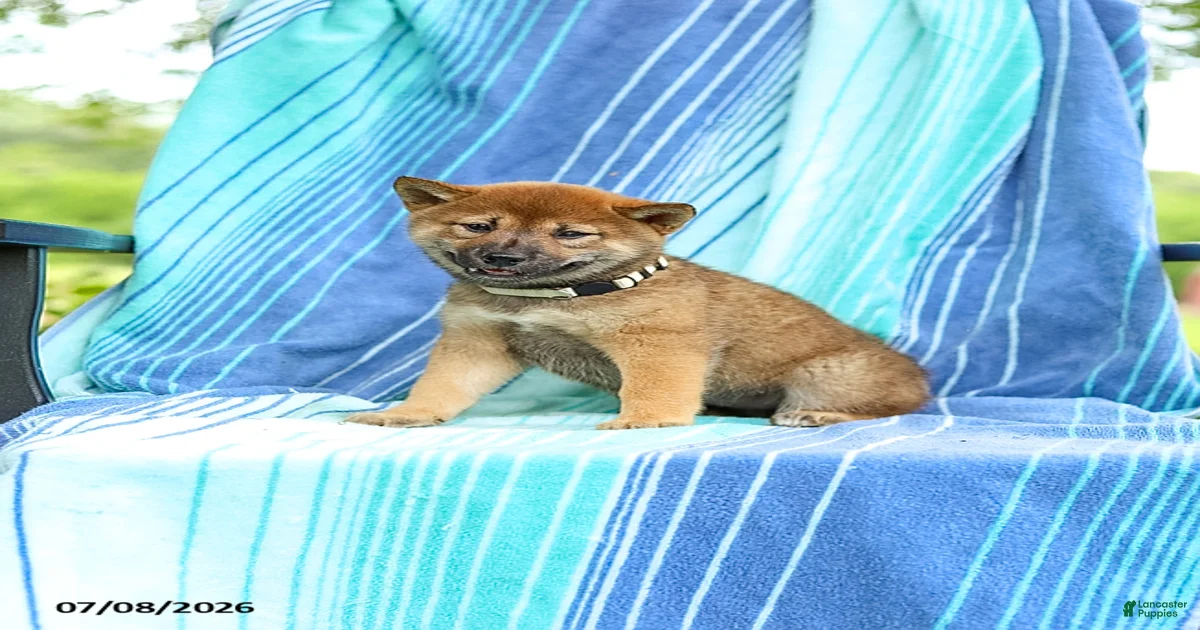 Posey Shiba Inu for sale in Newburg | Lancaster Puppies