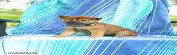 Shiba Inu dogs for sale: Posey - Ad 1