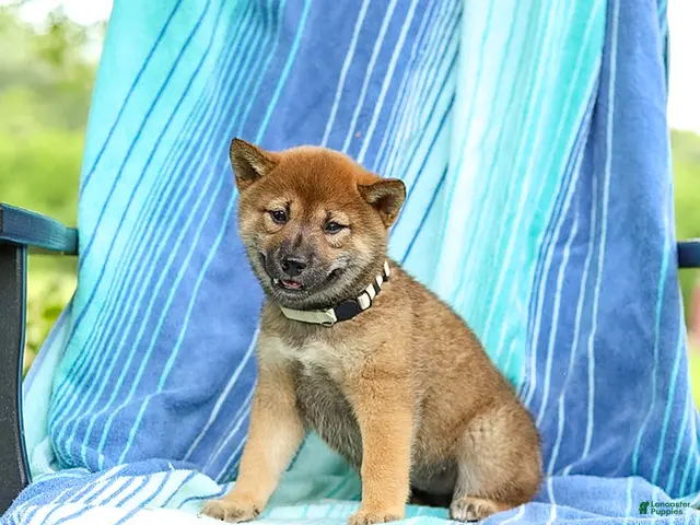 Shiba Inu dogs for sale: Posey - Ad 1