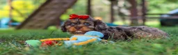 Cavapoo dogs for sale: Cocoa - Ad 8