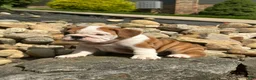 English Bulldog dogs for sale: Luna - Ad 3
