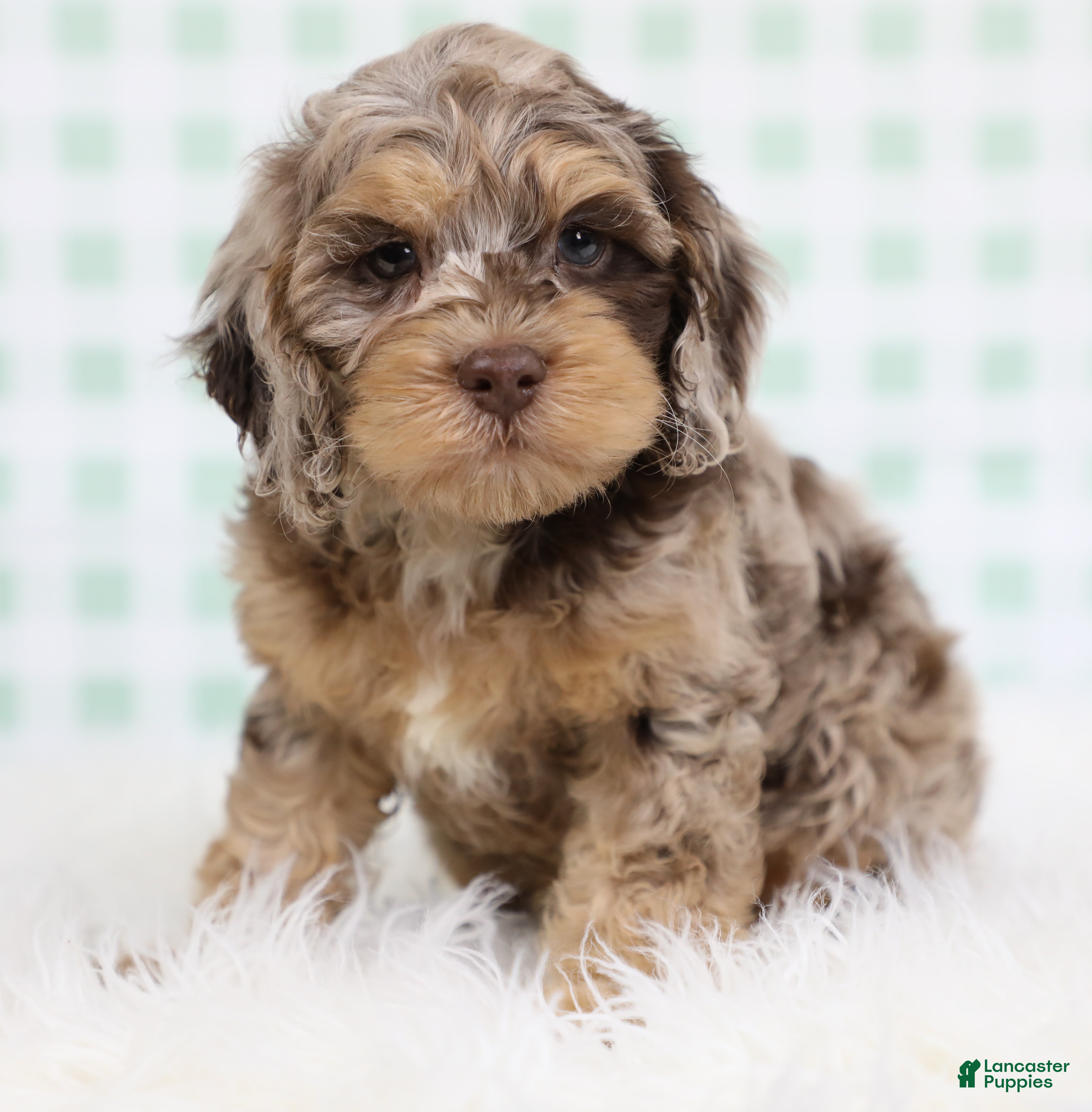 Cockapoo dogs for sale: Kai 🐬 - Ad 1