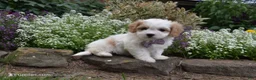 Cavachon dogs for sale: Twilight  - Ad 3