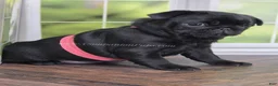 Pug dogs for sale: Pink - Black Female Pug - Champion Lines! - Ad 5