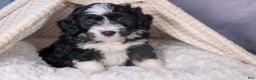 Mini Aussiedoodle dogs for sale: Payday - Ad 18