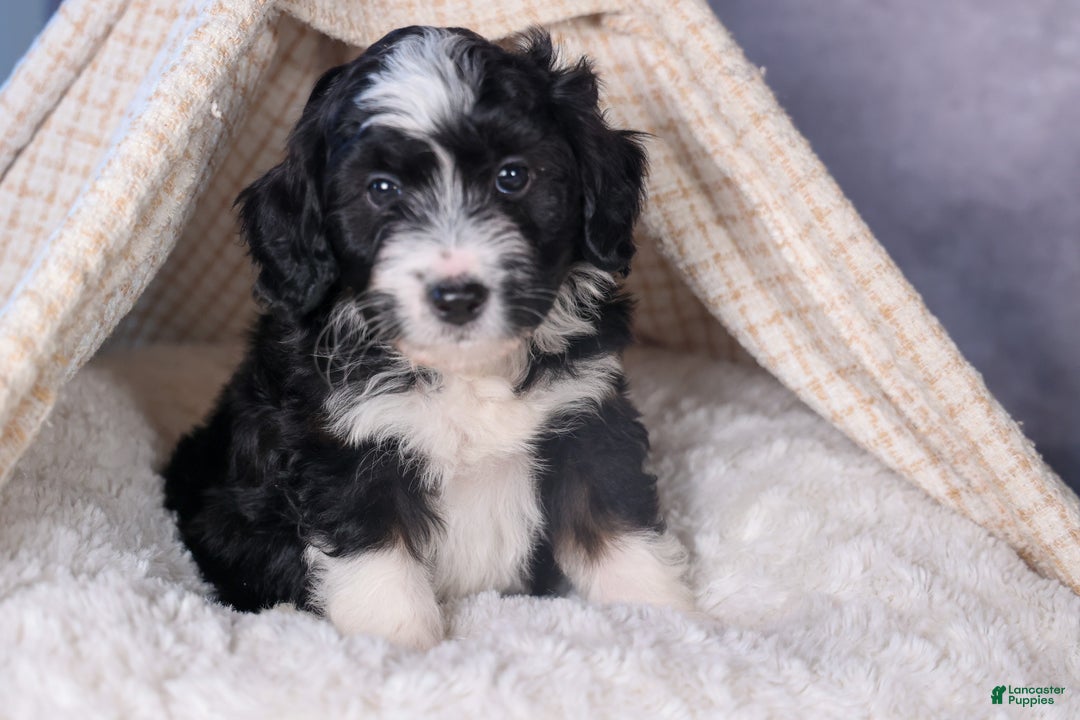 Mini Aussiedoodle dogs for sale: Payday - Ad 18