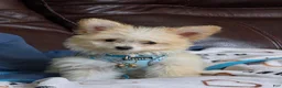Pomapoo dogs for sale: Pomapoo 1 - Ad 1