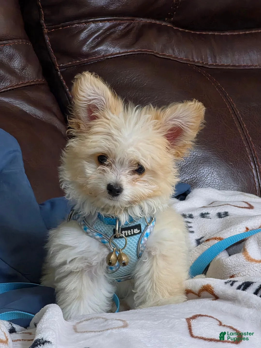 Pomapoo dogs for sale: Pomapoo 1 - Ad 1