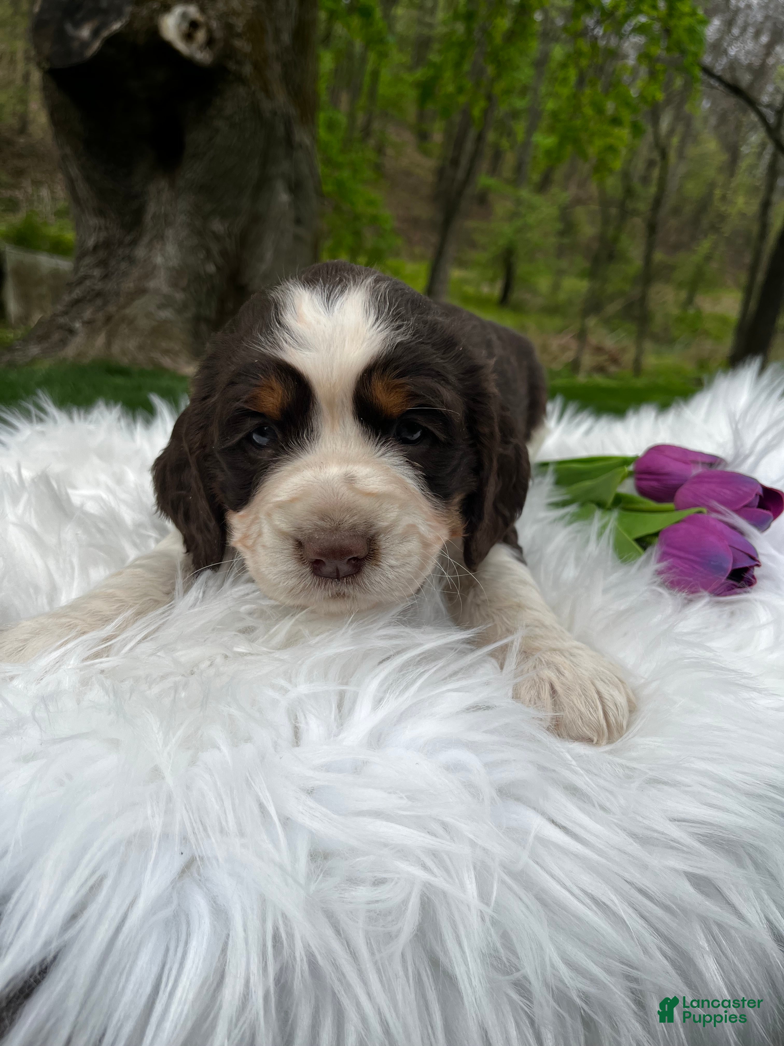 English Springer Spaniel dogs Precious - Ad 1