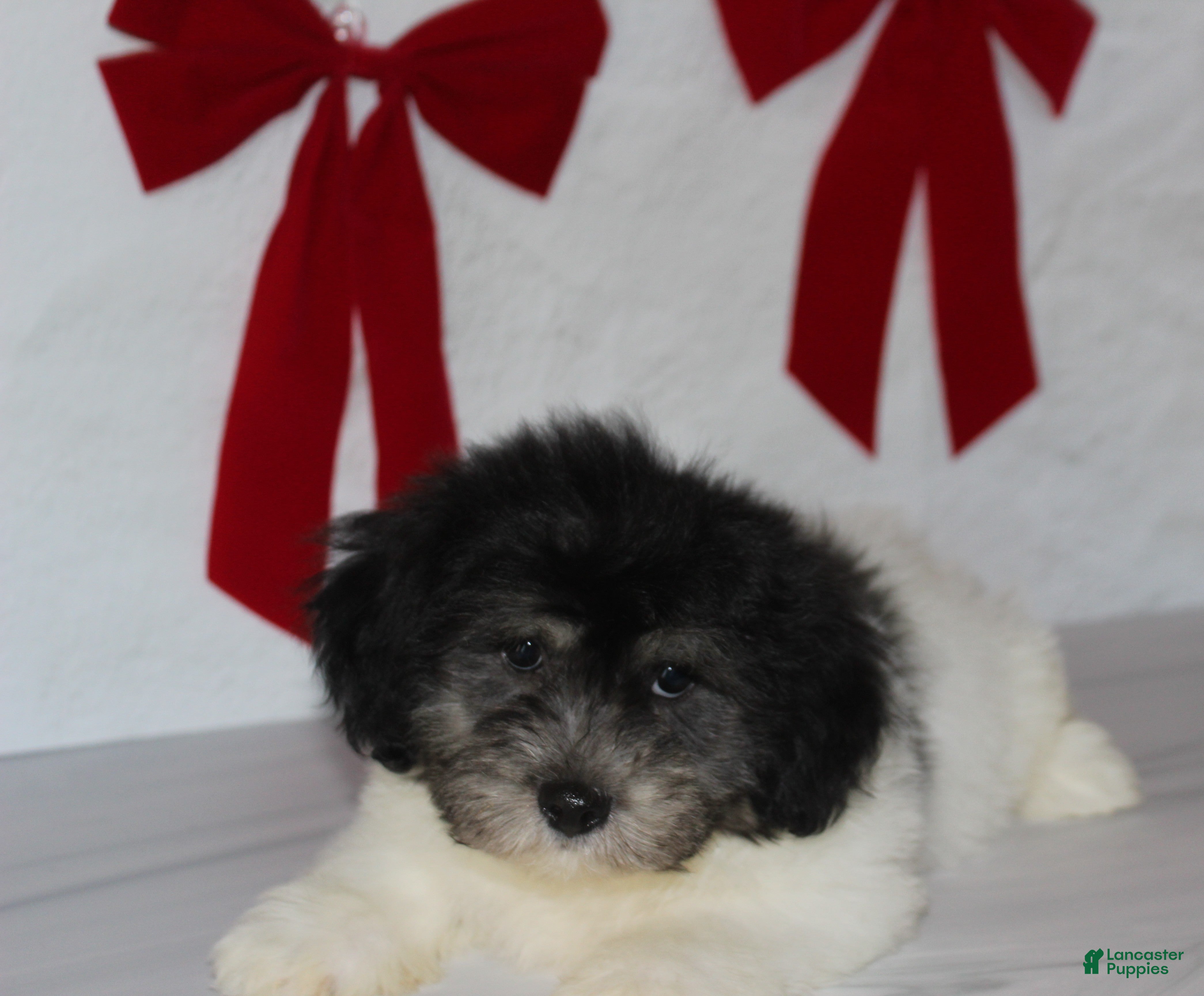 Teddy Bear dogs for sale: Rue - Ad 1