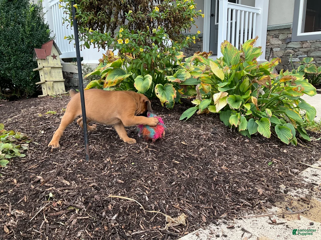 Boxer dogs for sale: Sarah - Ad 5